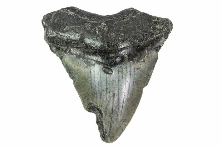 Bargain, Juvenile Megalodon Tooth - Georgia #163324